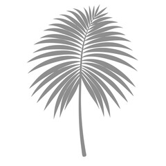 Palm Leave Illustration