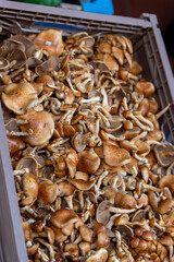 Santa Cruz de Tenerife town capital of Tenerife island Canary islands SpainFresh mushrooms for sale in the market