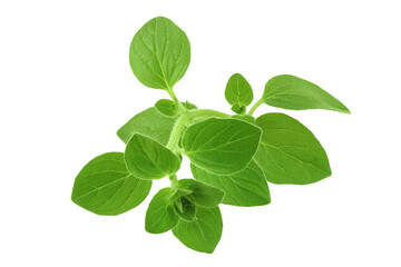 Oregano or marjoram leaves isolated on white background