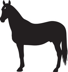 Medimurje horse in silhouette pure white background.