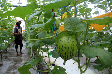 modern agriculture in the form of melon cultivation using a hydroponic system