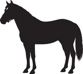 Missouri Fox Trotter in silhouette pure white background. 