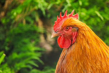 Proud rooster standing alert in a sunlit garden, its red comb and orange plumage shining against a background of vibrant green foliage