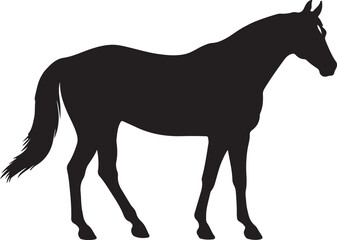 Obraz premium National Show Horse in silhouette pure white background.