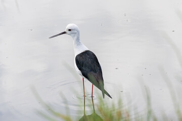 Obraz premium Black winged stilt wading in shallow water with reflection
