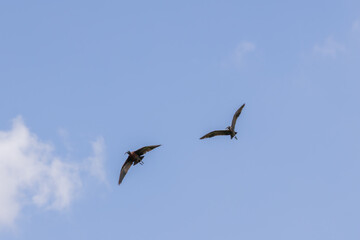 Glossy ibis birds flying in blue sky with clouds