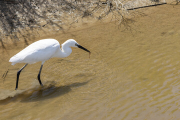 Little egret walking and eating a worm in shallow water