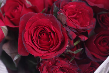 Obraz premium bouquet of red roses