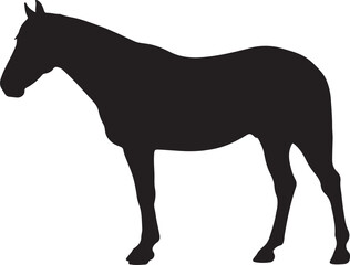 Nez Perce Horse in silhouette pure white background.