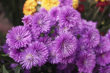 Obraz premium close up of a purple aster