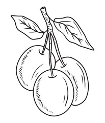 Beautiful three realistic plum berry on branch with leaves in black on white background. Hand drawn vector sketch illustration in doodle engraved vintage line art style. Apricot fruit, fruit, vitamin