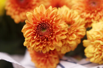 orange gerber daisy