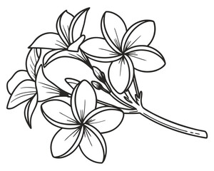 bold black outline drawing of a tropical plumeria