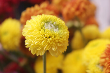 yellow chrysanthemum flowers