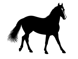 Petiso Argentino horse in silhouette pure white background.