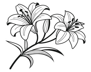 lily-flower-design-vector-illustration--lily-flowe.eps