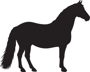 Russian Trotter horse in silhouette pure white background.