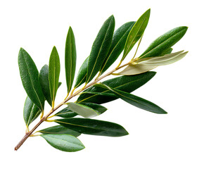 Fresh olive leaf cluster on clean white backdrop
