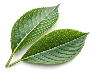 Obraz premium Two vibrant green leaves with intricate vein patterns on a clean white background