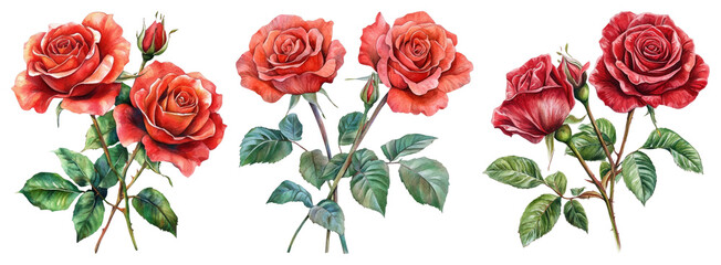 PNG Vibrant red roses beautifully illustrated, element set on transparent background