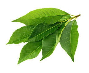 Fototapeta premium Fresh osage orange leaf cluster with vibrant tone