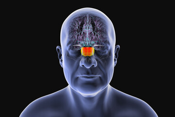 Human brain with the pons highlighted in orange, responsible for regulating breathing, sleep, and communication between brain regions, 3D illustration.