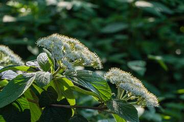 Cluster of small white flowers viburnum rhytidophyllum Alleghany  blooming amidst lush green...