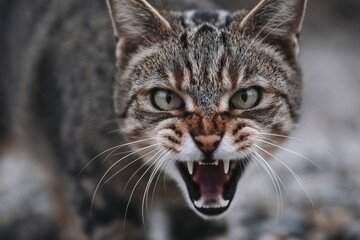 Obraz premium Angry wild cat baring teeth, Close-up animal warning look, Wildlife aggression or protection theme