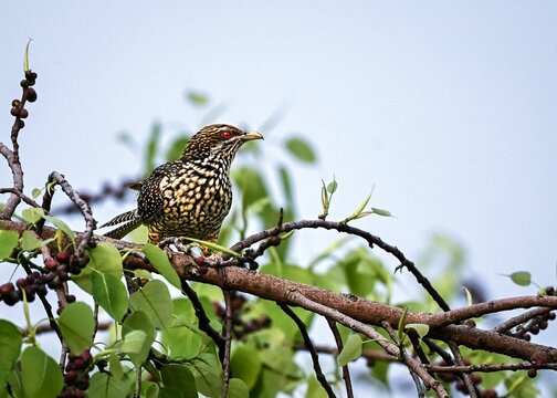 Asian koel on a branch with green leaves and berries.