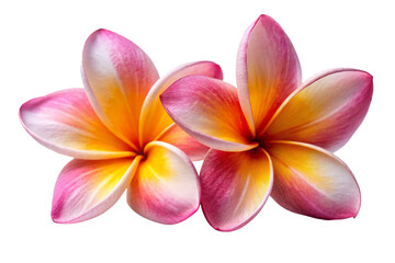 Fototapeta premium two Plumeria flowers on a white background