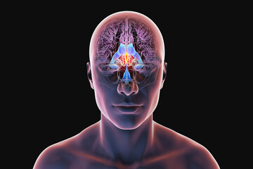 Third brain ventricle, 3D illustration
