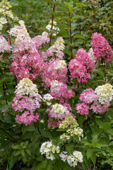 Hydrangea paniculata sort Fraise Melba hydrangea with pink flowers blooms in the garden in summer