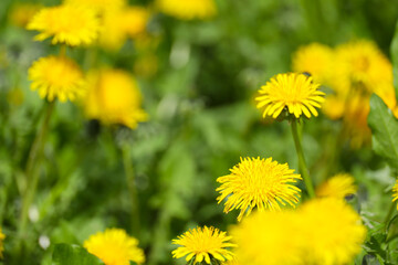Dandelion flowers against green grass. Selective focus on yellow flower