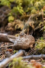 Obraz premium Puffball fungus releasing spores