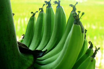 young bananas on the tree