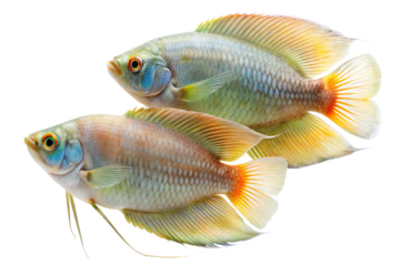two Arowana fish on a white background