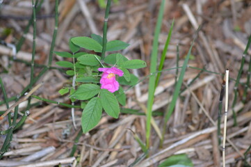 Relax in Seliger with dog