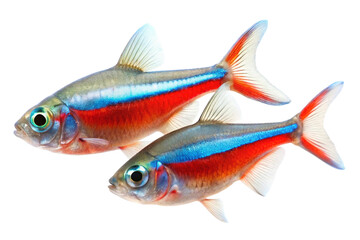 two Neon Tetra fish on a white background