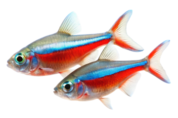 two Neon Tetra fish on a white background