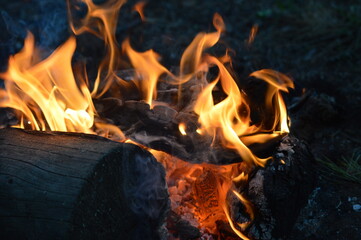 Relax in Seliger with dog