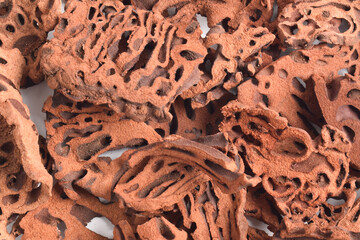 Close-up of Ant Nest (Myrmecodia pendans), a traditional medicinal plant with porous, woody...