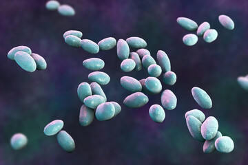Brucella anthropi, formerly Ochrobactrum anthropi, an emerging opportunistic pathogen capable of degrading pharmaceuticals like Piracetam, 3D illustration. Rod-shaped, Gram-negative bacterium.