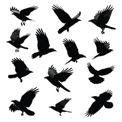 Obraz premium set of silhouettes of crow