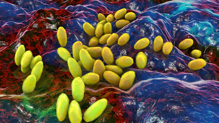 Brucella anthropi, formerly Ochrobactrum anthropi, an emerging opportunistic pathogen capable of degrading pharmaceuticals like Piracetam, 3D illustration. Rod-shaped, Gram-negative bacterium.