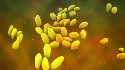 Brucella anthropi, formerly Ochrobactrum anthropi, an emerging opportunistic pathogen capable of degrading pharmaceuticals like Piracetam, 3D illustration. Rod-shaped, Gram-negative bacterium.