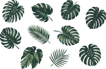 Collection of tropical monstera leaves isolated on white background