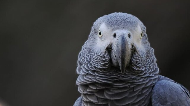 grey parrot jaco performs its song on a blurred background, sound