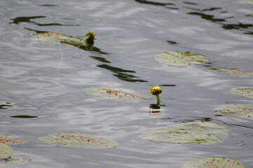 Relax in Seliger with dog
