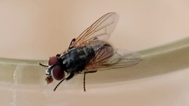 Cochliomyia hominivorax, the New World screw-worm fly, or screw-worm for short, is a species of parasitic fly that is well known for the way in which its larvae (maggots) eat the living tissue.