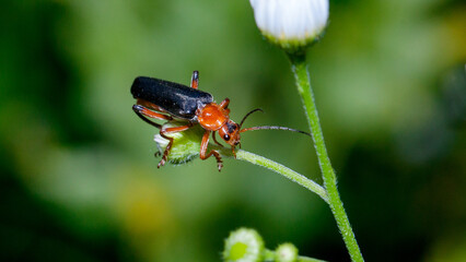 bug on a leaf